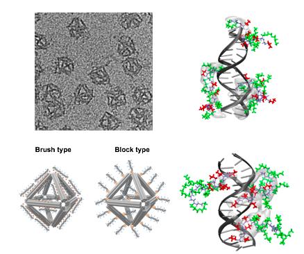 DNApeptoind structure