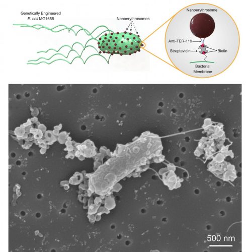 Microrobots