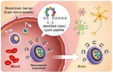 Liposome drug delivery