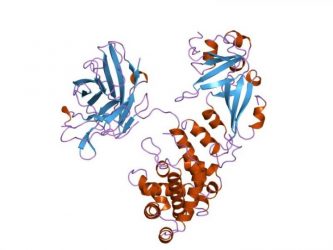 Attentuated diptheria toxin