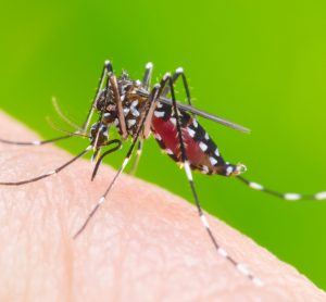 aedes aegypti mosquito on human skin - the vector for diseases including Zica virus, Dengue, Chikungunya and Mayaro fever