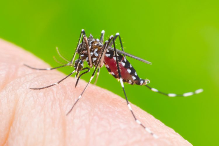 aedes aegypti mosquito on human skin - the vector for diseases including Zica virus, Dengue, Chikungunya and Mayaro fever
