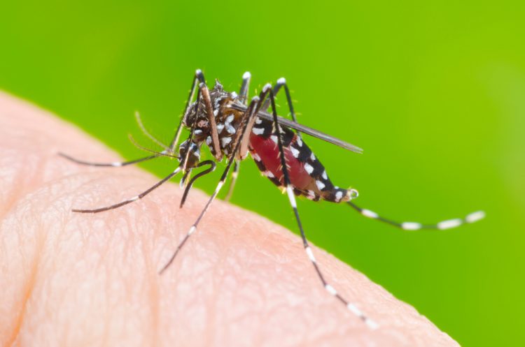 aedes aegypti mosquito on human skin - the vector for diseases including Zica virus, Dengue, Chikungunya and Mayaro fever