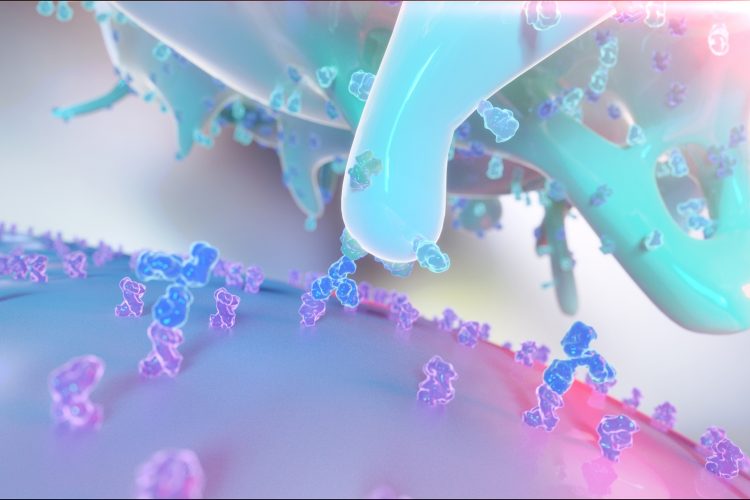 3D rendering of a Natural Killer Cell (NK Cell) recognizing antibody labeled cancer cell using Fc gamma receptor, an antibody and a Major Histocompatibility Complex (MHC)