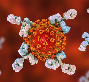 antibodies attacking an orange coronavirus particle