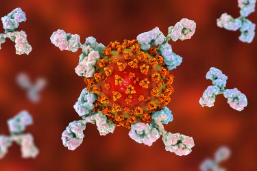 antibodies attacking an orange coronavirus particle
