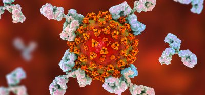 antibodies attacking an orange coronavirus particle