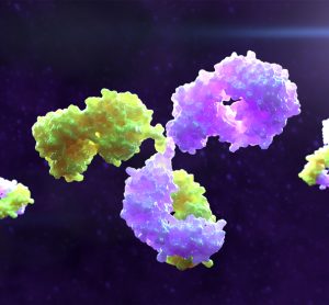 3D rendering of bispecific monoclonal antibody molecules