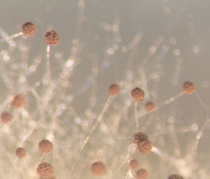 Aspergillus fungus