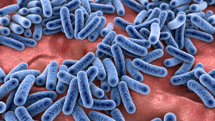 Bacteria human microbiome illustration