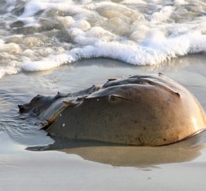 Horseshoe crab (the source of the enzymes used in LAL) near the waves at the beach