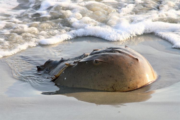 Horseshoe crab (the source of the enzymes used in LAL) near the waves at the beach