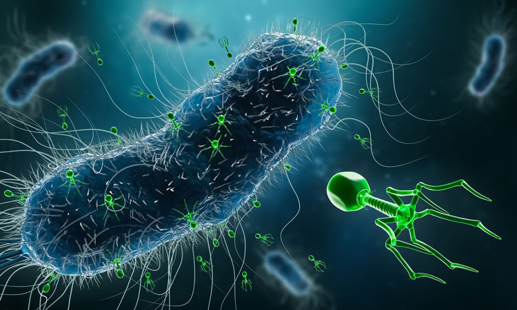 phage therapy image