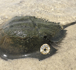 Horseshoe crab