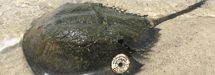 Horseshoe crab