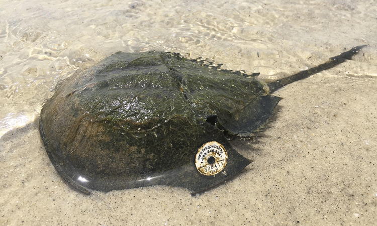 Horseshoe crab