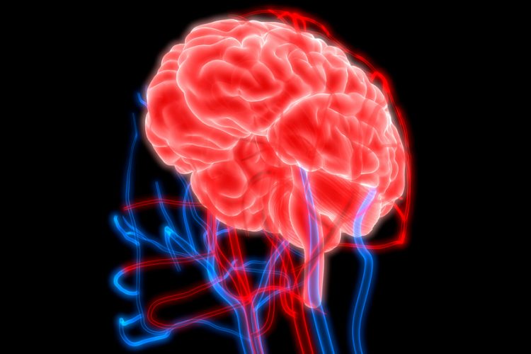 3D illustration of a Human Brain with Circulatory System.