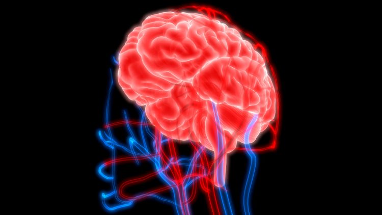 3D illustration of a Human Brain with Circulatory System.