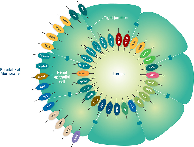 Figure 1: A schematic diagram of the major renal proximal tubule epithelial cell transporters. The renal proximal tubule is a specialised polarised cell layer in the kidney that is a major site of drug secretion and absorption mediated by membrane-located transporters. Image used and adapted with permission from SOLVO Biotechnology, a Charles River Company.