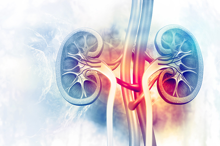 atomic diagram of human kidneys