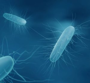 Will novel antibiotic Ibezapolstat become front-line for C. difficile?