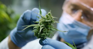 Scientist holding up a section of a cannabis plant - growing and producing CBD/cannabinoids