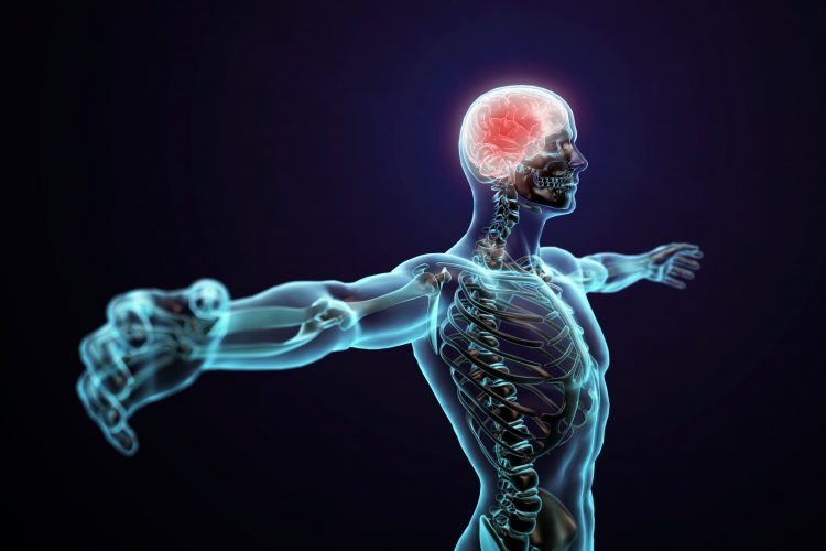 human with brain and spinal cord highlighted