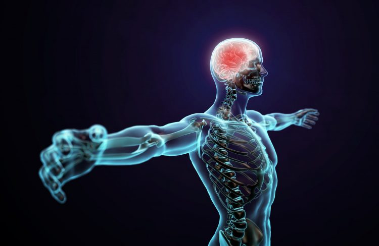 human with brain and spinal cord highlighted
