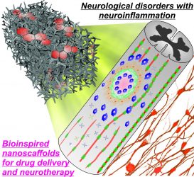 This drug delivery system includes a porous biodegradable platform that can reduce nervous tissue inflammation and may help treat spinal cord injuries and other neurological disorders [Credit: KiBum Lee, Letao Yang and Brian M. Conley].