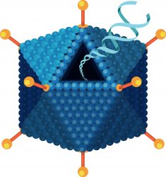 Adenovirus structure diagram on white background 