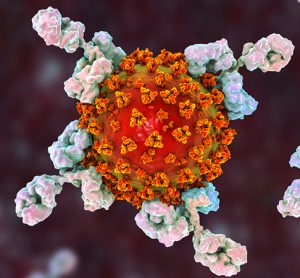 antibodies in white surrounding a red and orange coronavirus particle