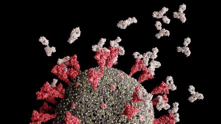 SARS-CoV-2 coronavirus specific immune antibodies binding spike proteins to prevent virions from entering host cell.