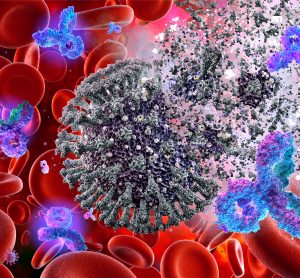 Red blood cells overlaid with a grey SARS-CoV-2 viral particle being destroyed by blue antibodies