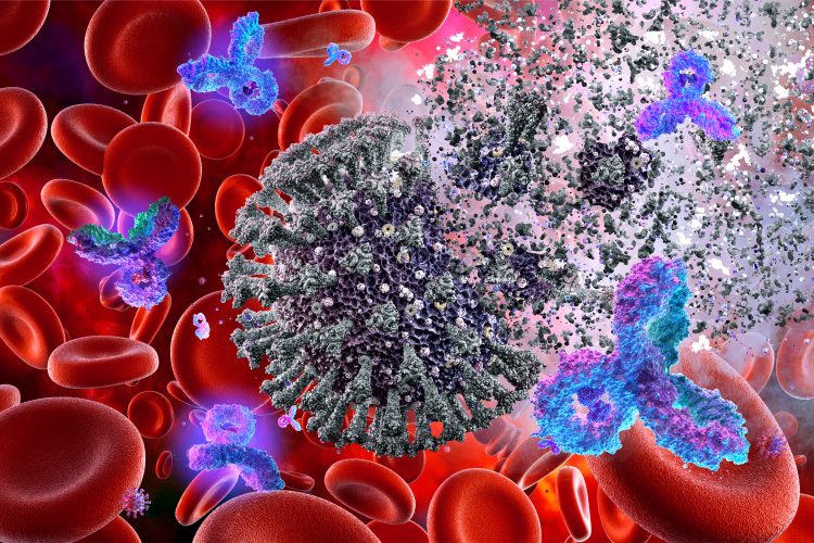 Red blood cells overlaid with a grey SARS-CoV-2 viral particle being destroyed by blue antibodies