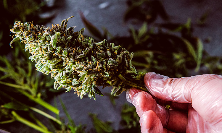 Cannabis plant - cannabinoids