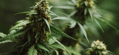 New European monograph for Cannabis flower adopted