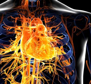 Close up of human torso with Cardiovascular System in glowing yellow (heart, veins and arteries) lighting up the chest