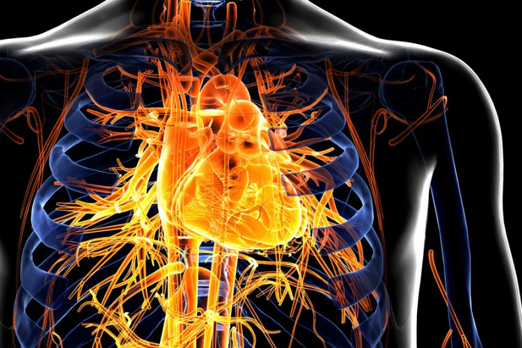 Close up of human torso with Cardiovascular System in glowing yellow (heart, veins and arteries) lighting up the chest