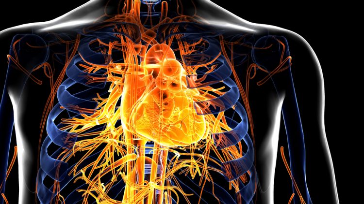 Close up of human torso with Cardiovascular System in glowing yellow (heart, veins and arteries) lighting up the chest