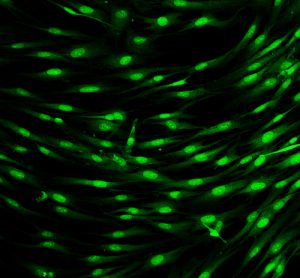 Chemometrics: Implementing multivariate data analysis to monitor mammalian cell culture processes