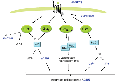 Cell based label free assays in GPCR drug discovery - Figure 1