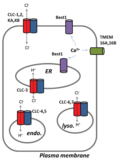 Chloride ion channels and transporters - Figure 1
