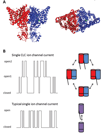 Chloride ion channels and transporters - Figure 2