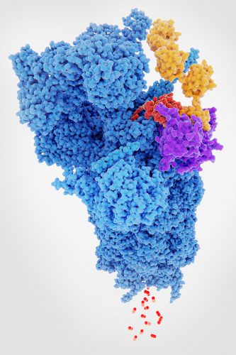 Proteasome degrading a protein (red) tagged with polyubiquitin (yellow).