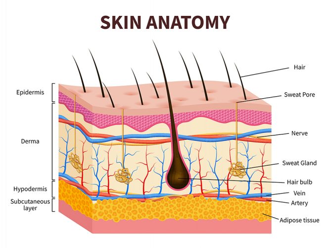 Figure 1 - Anatomical structure of the layers of the skin