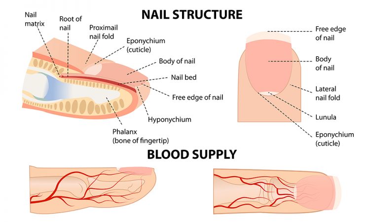 Figure 2 - Anatomical structure of the nail
