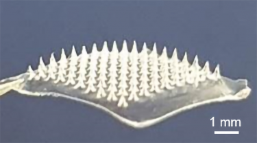 Image of the COVID-19 vaccine delivering microneedle patch [Credit: Adapted from ACS Nano 2021, DOI: 10.1021/acsnano.1c03252].