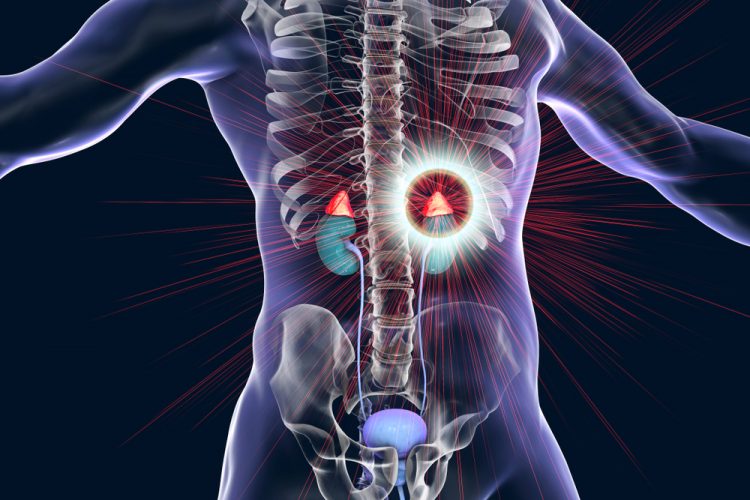 3D rendering of a human body with the adrenal glands above the kidneys highlighted - idea of over production of adrenaline/cortisol or Cushing's disease