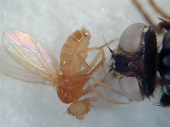 D. melanogaster