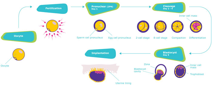 Key stages of assisted reproductive treatment (ART)